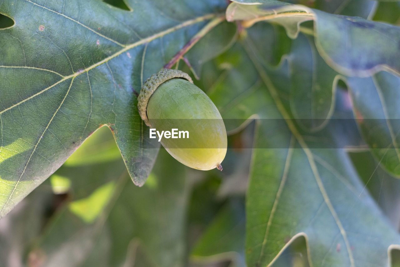 tree, leaf, plant part, plant, fruit, food, food and drink, branch, close-up, green, produce, nature, healthy eating, growth, no people, flower, shrub, common fig, outdoors, freshness, day, evergreen, agriculture, focus on foreground