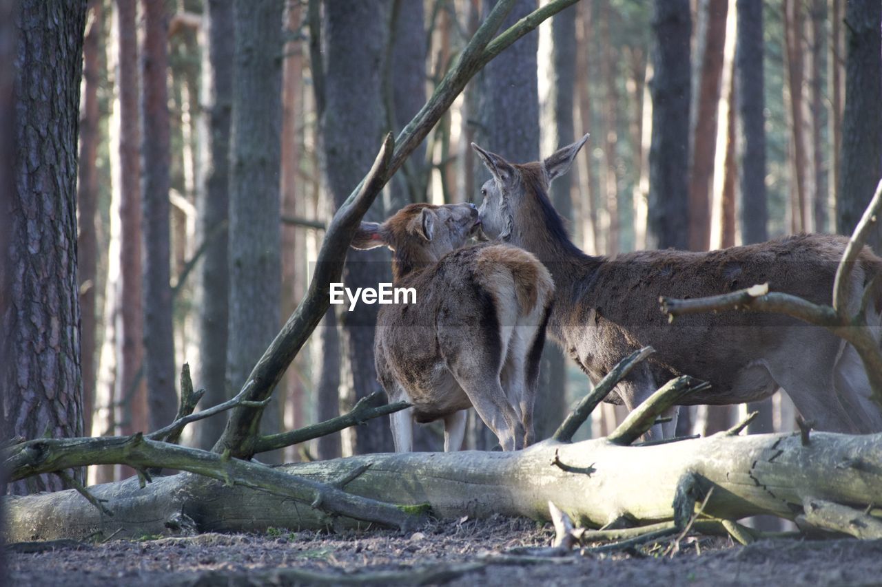 SHEEP IN THE FOREST