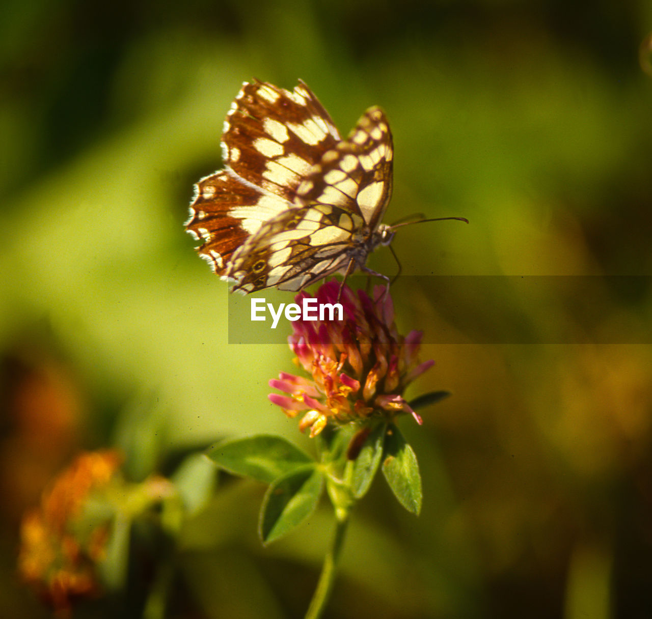 CLOSE-UP OF BUTTERFLY ON PINK FLOWERS