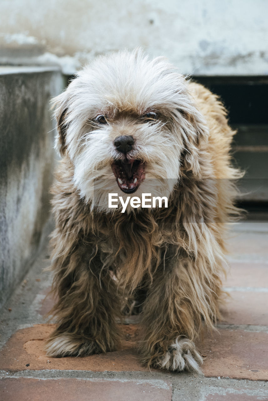 PORTRAIT OF DOG STICKING OUT TONGUE