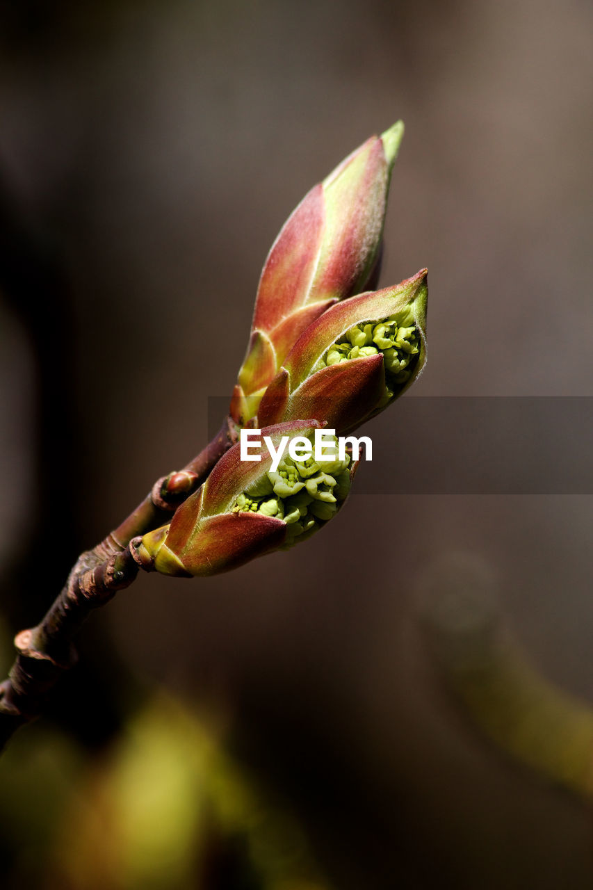 Close-up of flower bud