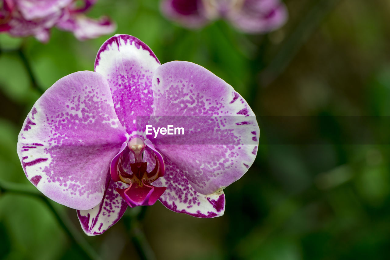 CLOSE-UP OF WET PURPLE FLOWERING PLANT