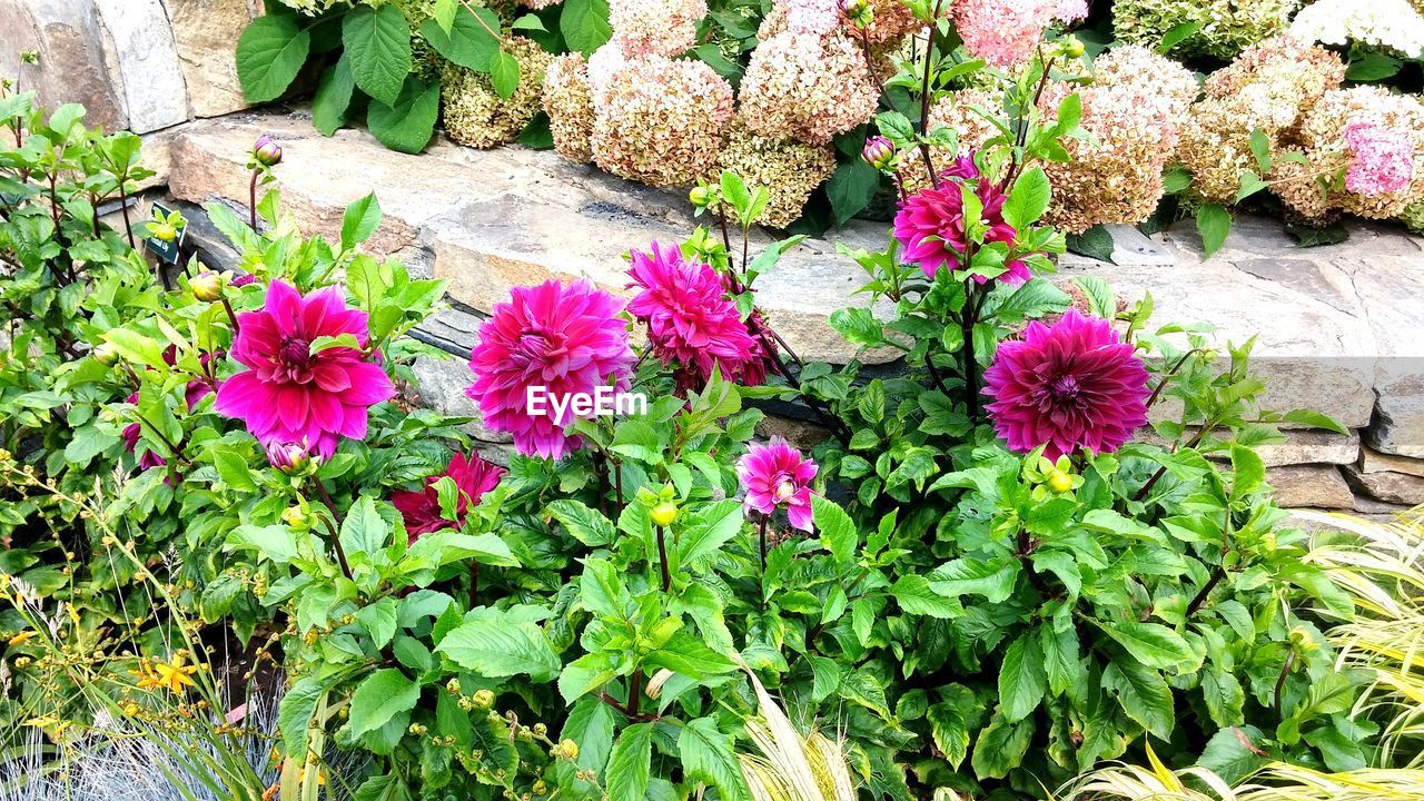 Flower Plant Growth Outdoors Day Nature High Angle View No People Beauty In Nature Pink Color Green Color Fragility Leaf Freshness Flower Head Maine Botanical Gardens Boothbay Harbor Maine Close-up