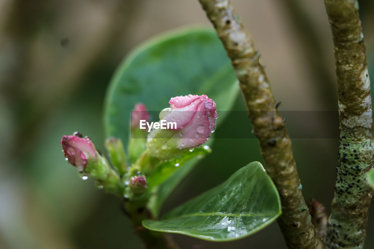 Close-up of pink flowering plant