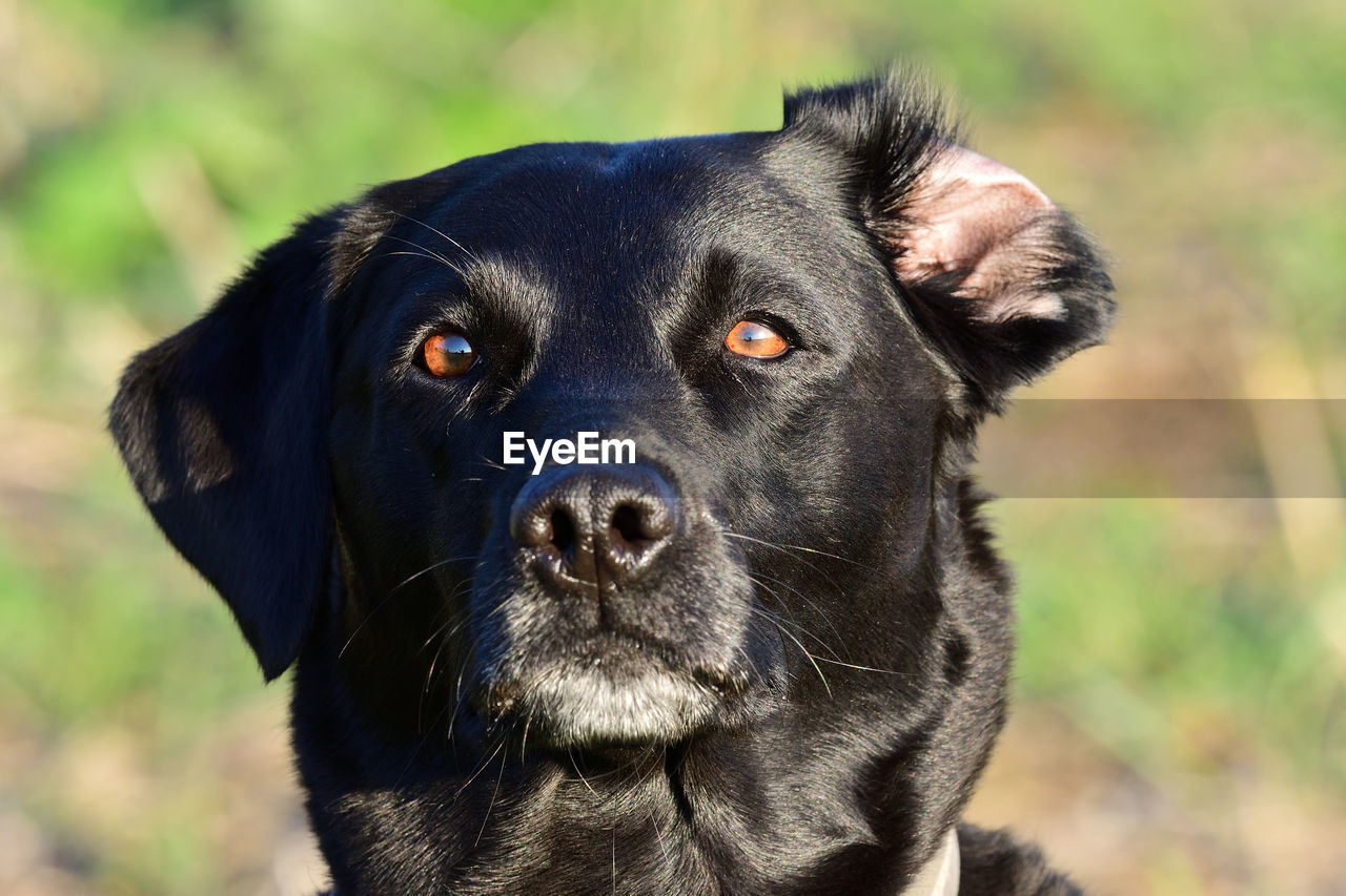 Close-up portrait of a black labrador retriever with an inside out ear