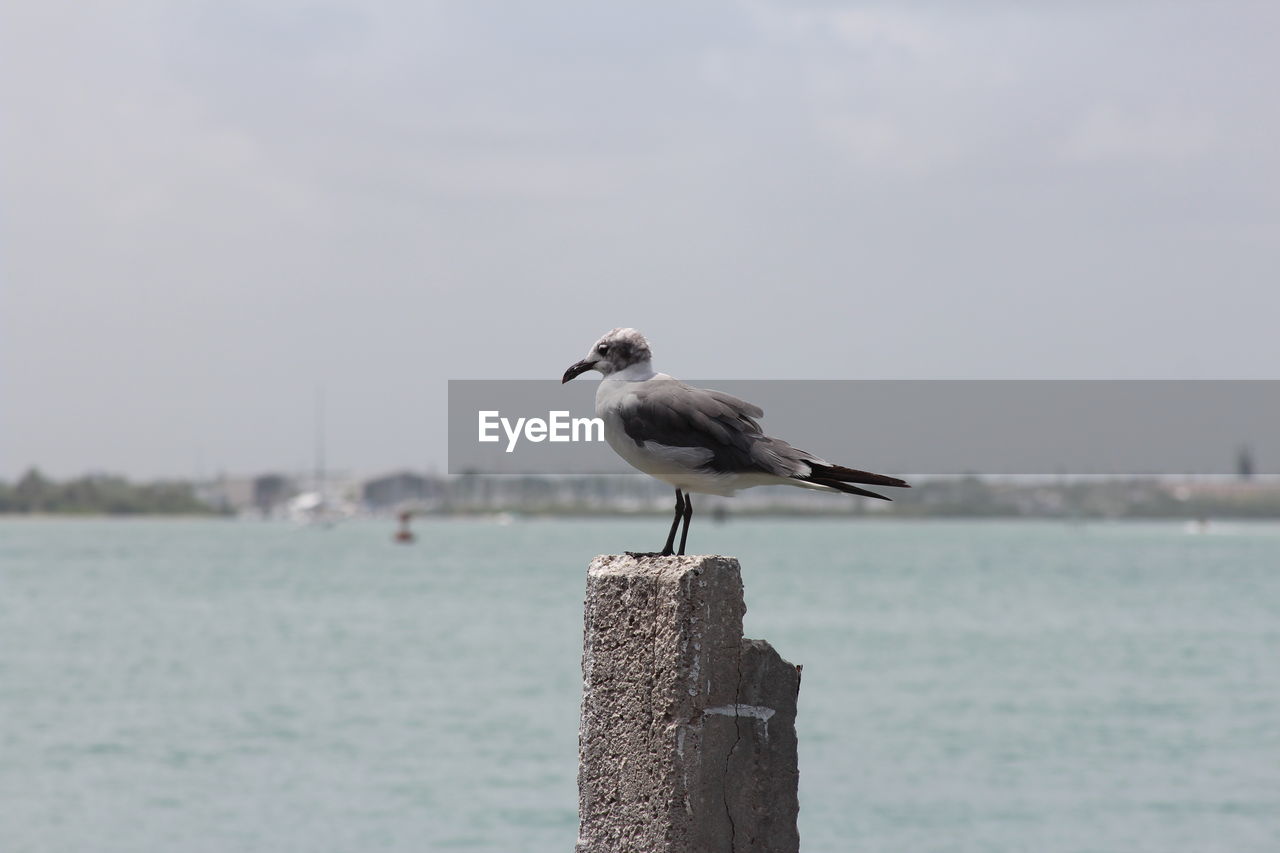 Seagull perching on wooden post