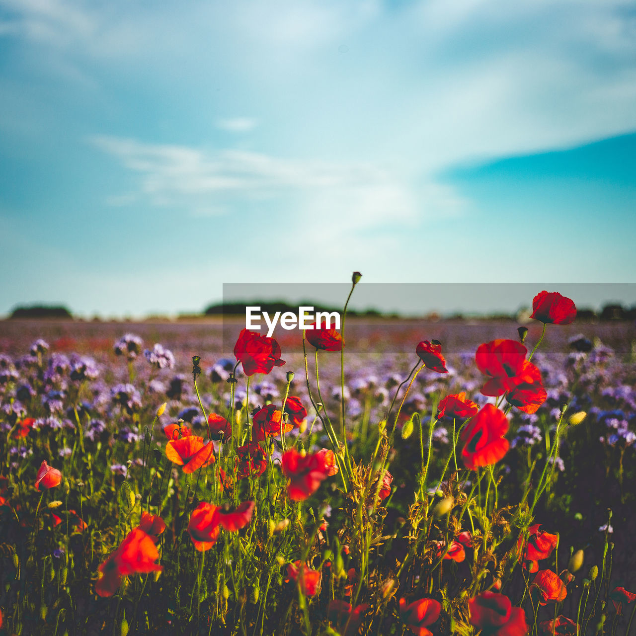 Close-up of red poppy flowers growing in field