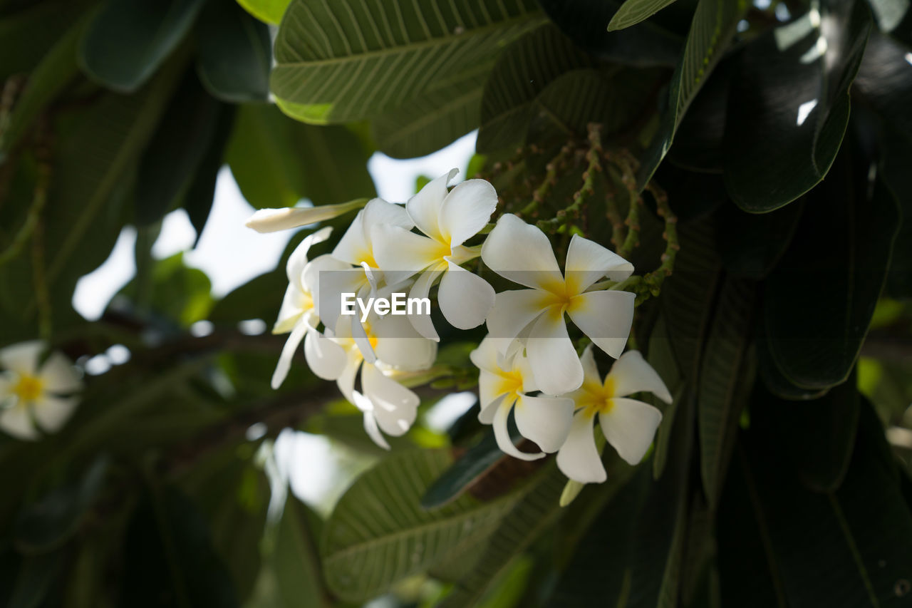 CLOSE-UP OF WHITE FLOWERING PLANT WITH LEAVES