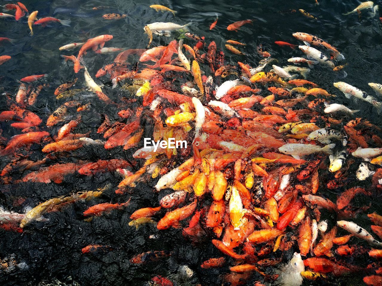 High angle view of koi carps swimming in lake