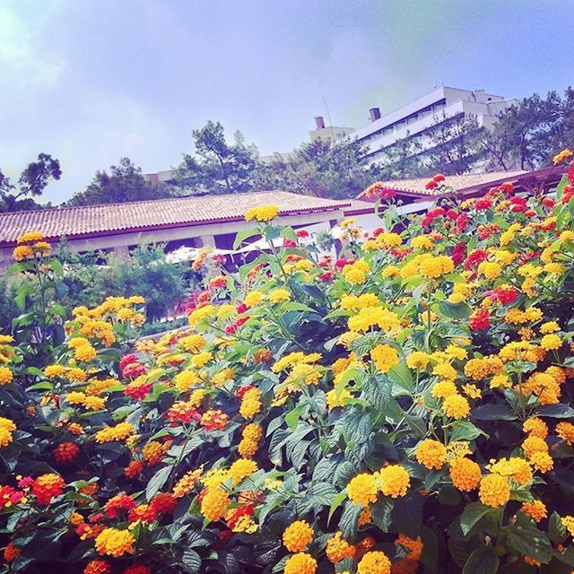 CLOSE-UP OF FLOWERS IN THE GARDEN