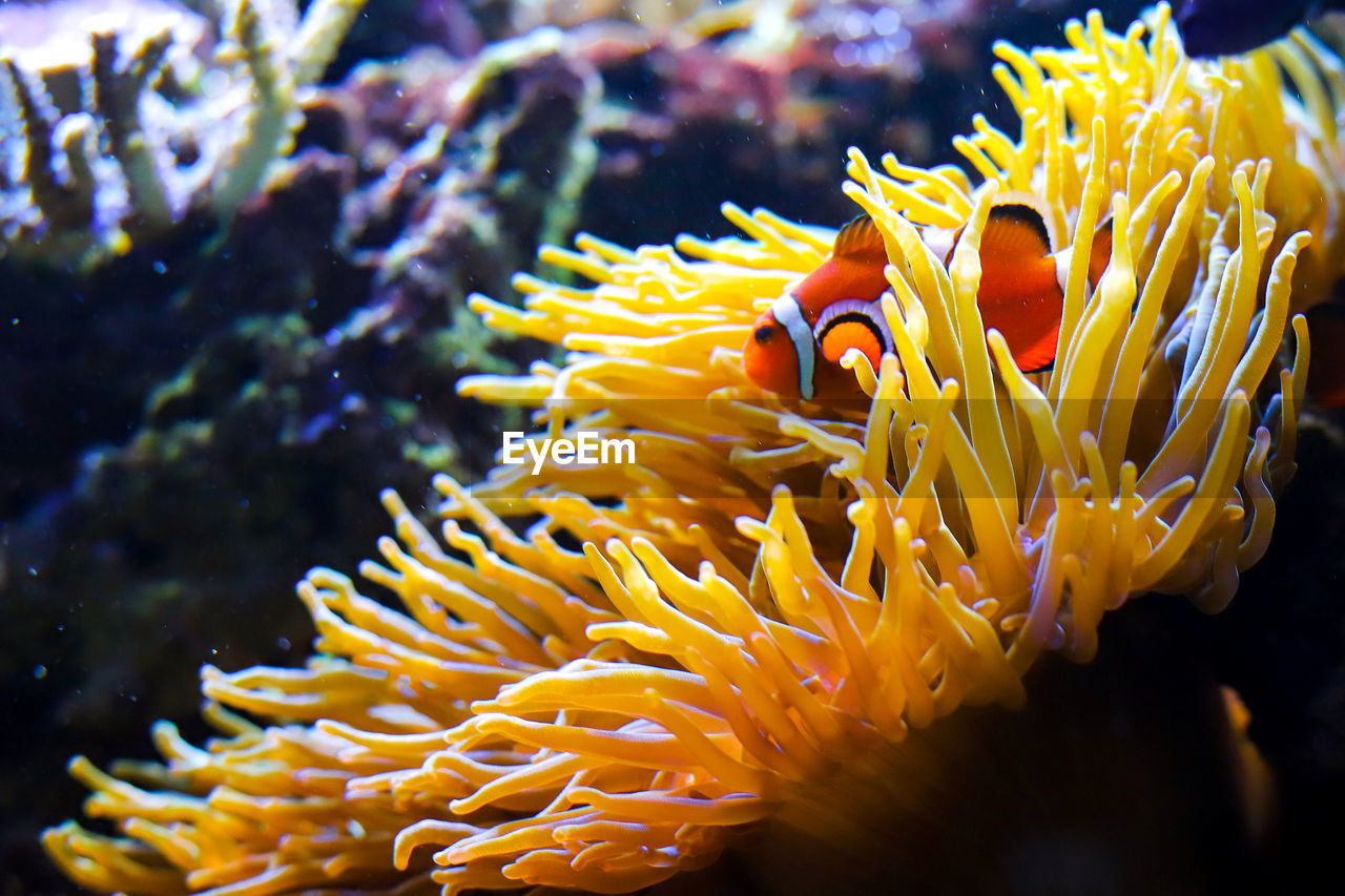 Close-up of coral in sea