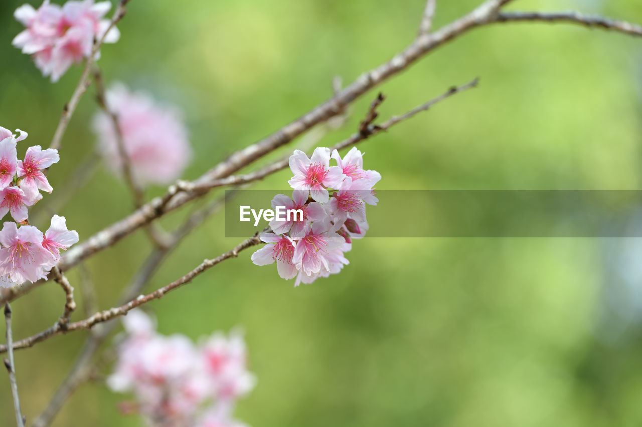 plant, flower, flowering plant, freshness, beauty in nature, fragility, blossom, pink, tree, springtime, branch, nature, growth, close-up, produce, flower head, focus on foreground, inflorescence, petal, food, no people, fruit, outdoors, food and drink, cherry blossom, twig, day, botany, selective focus, fruit tree, cherry tree, macro photography