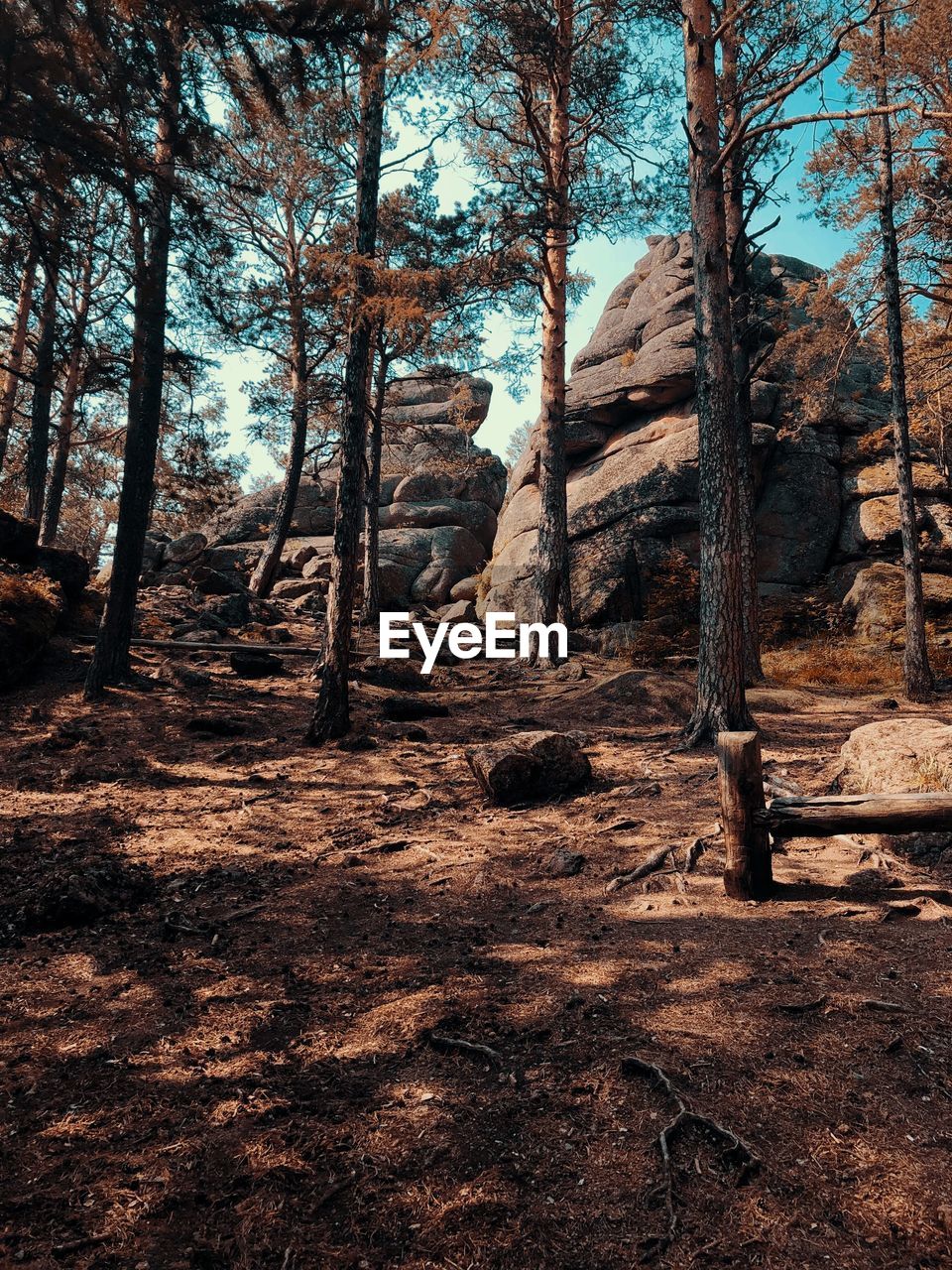 VIEW OF TREES IN THE FOREST