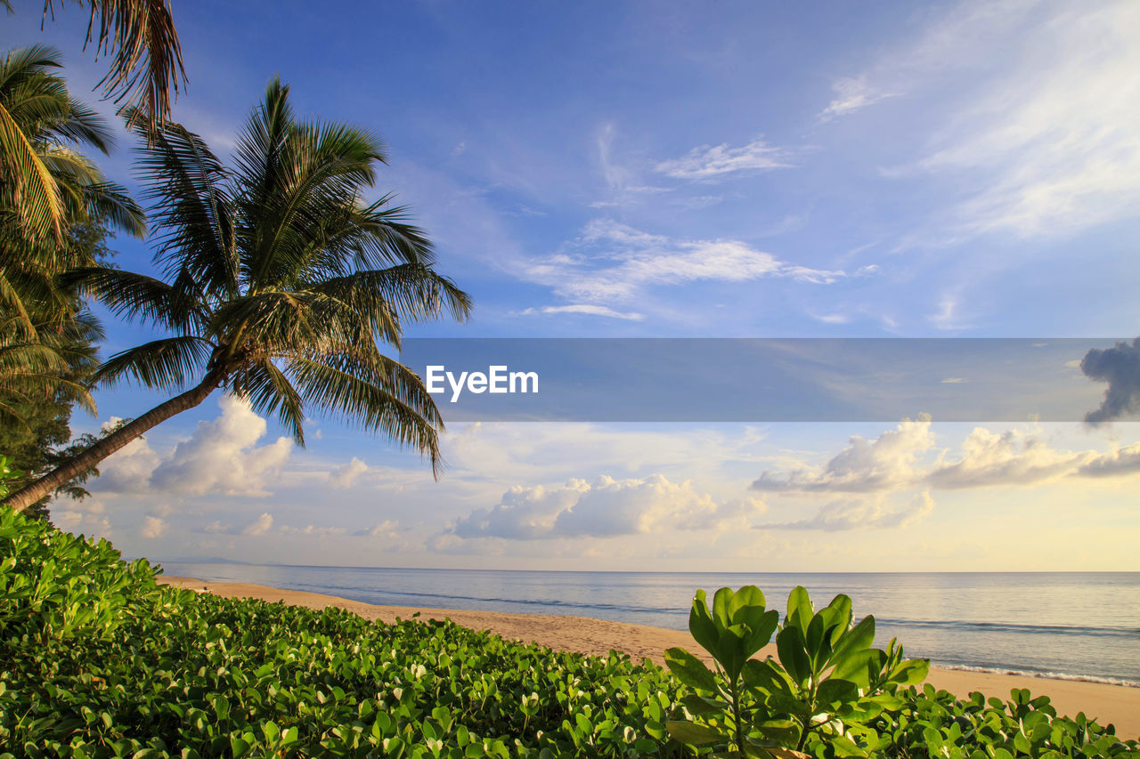 PALM TREES ON BEACH AGAINST SKY