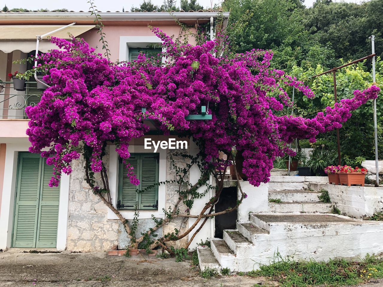 PINK FLOWERING PLANTS BY BUILDING