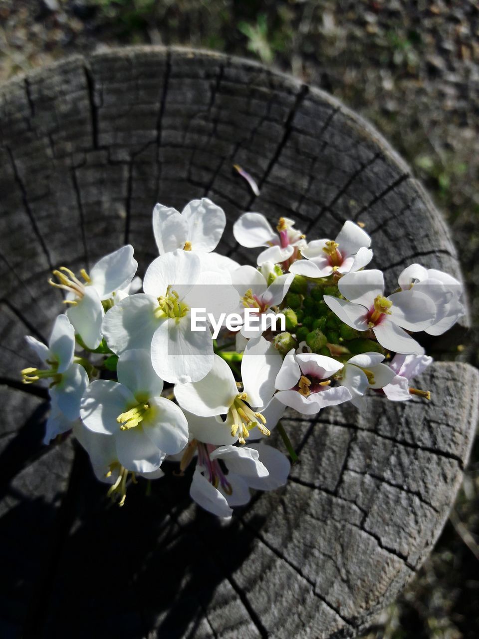 CLOSE-UP OF WHITE FLOWERS