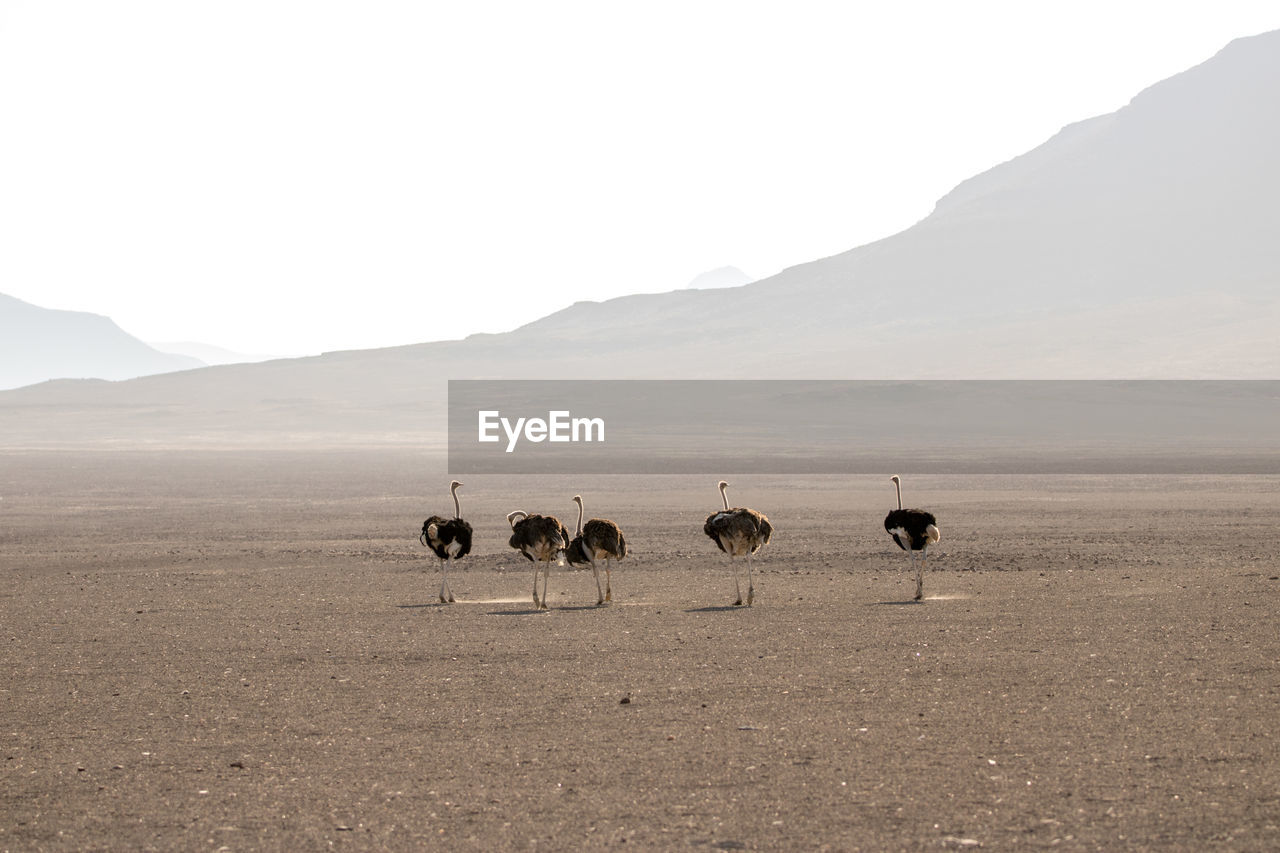 Ostriches standing on sand at desert against clear sky