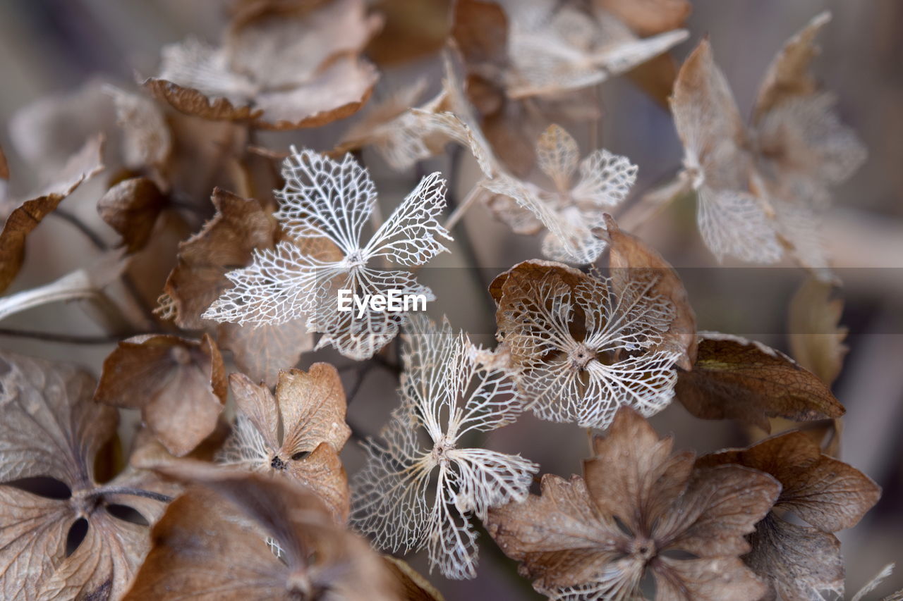 CLOSE-UP OF FLOWERS IN SUNLIGHT