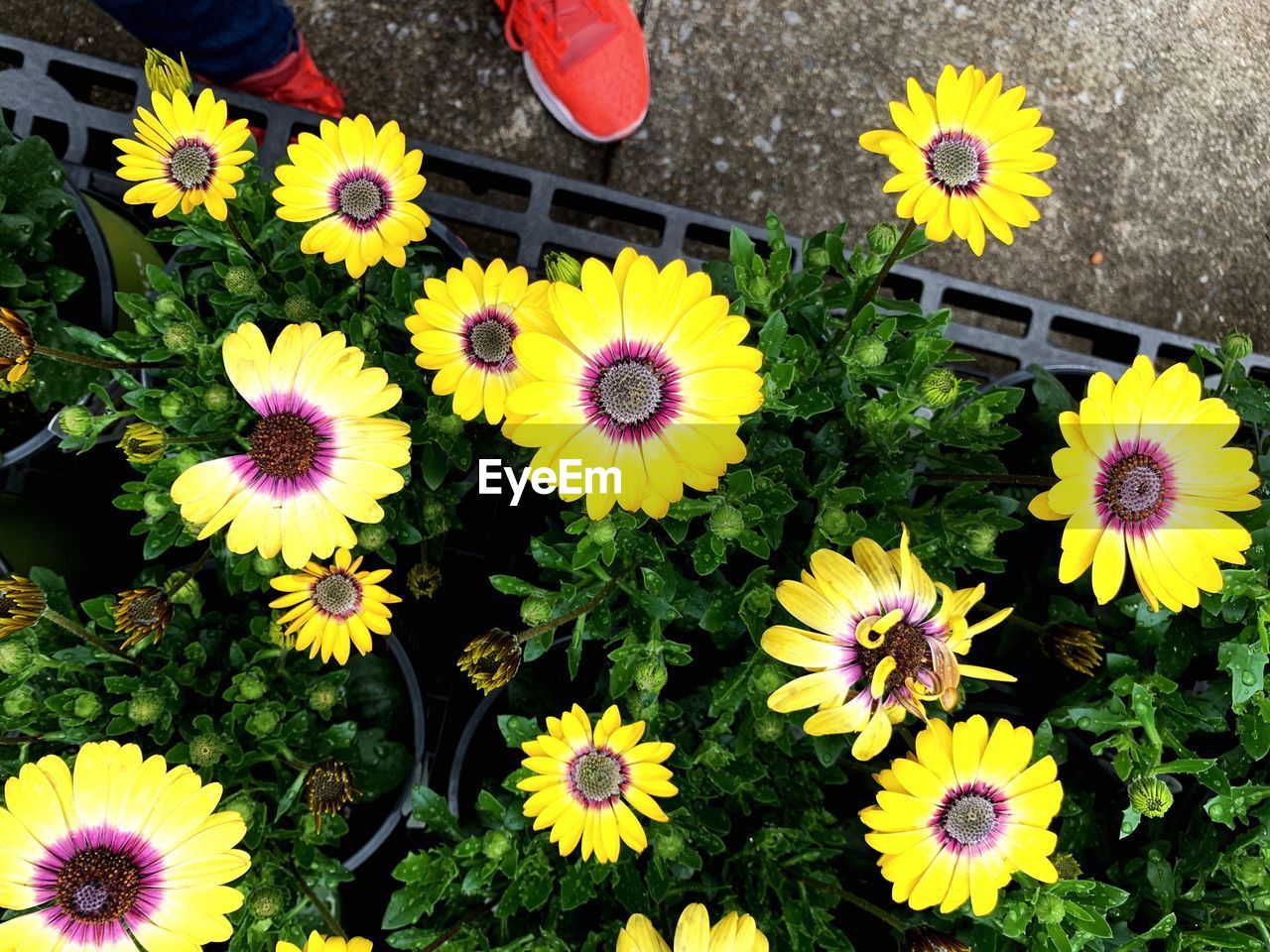 High angle view of yellow flowering plants