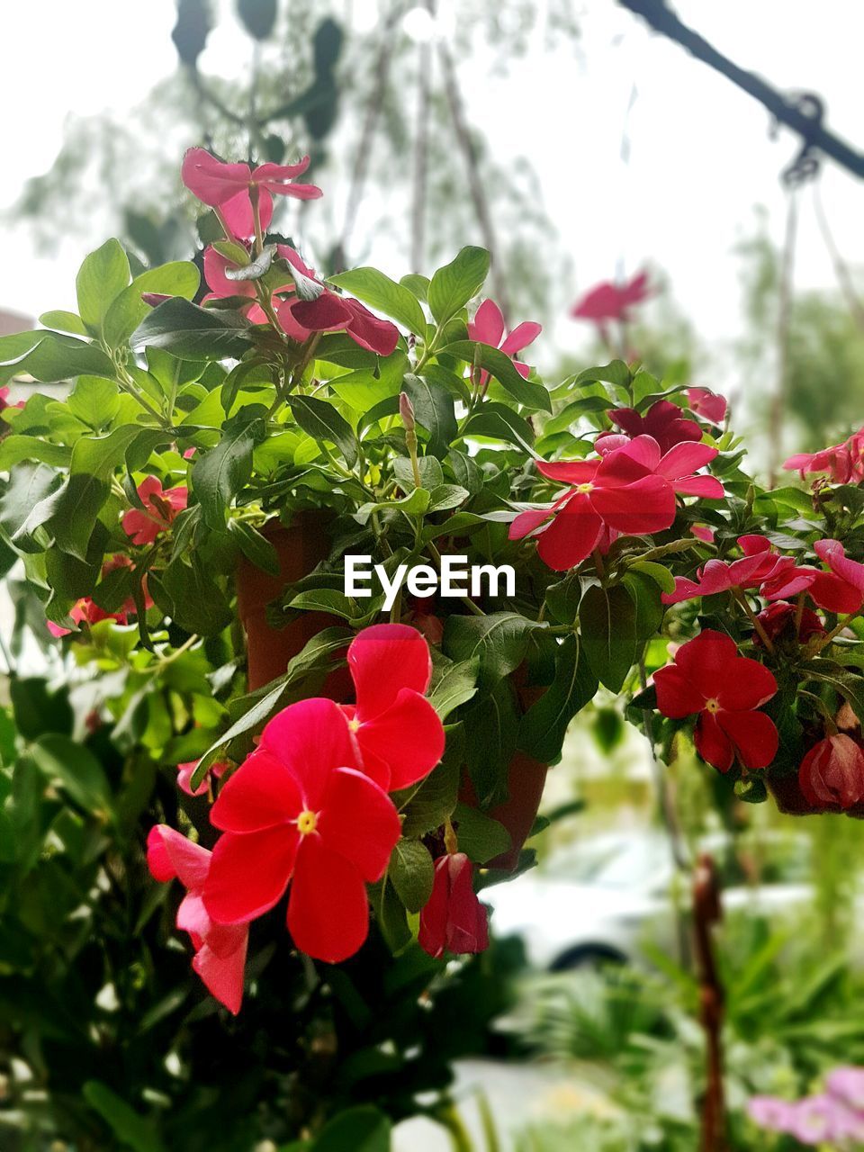 CLOSE-UP OF RED FLOWERS BLOOMING IN PARK