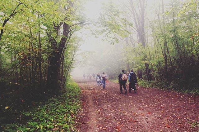 VIEW OF FOOTPATH IN FOREST