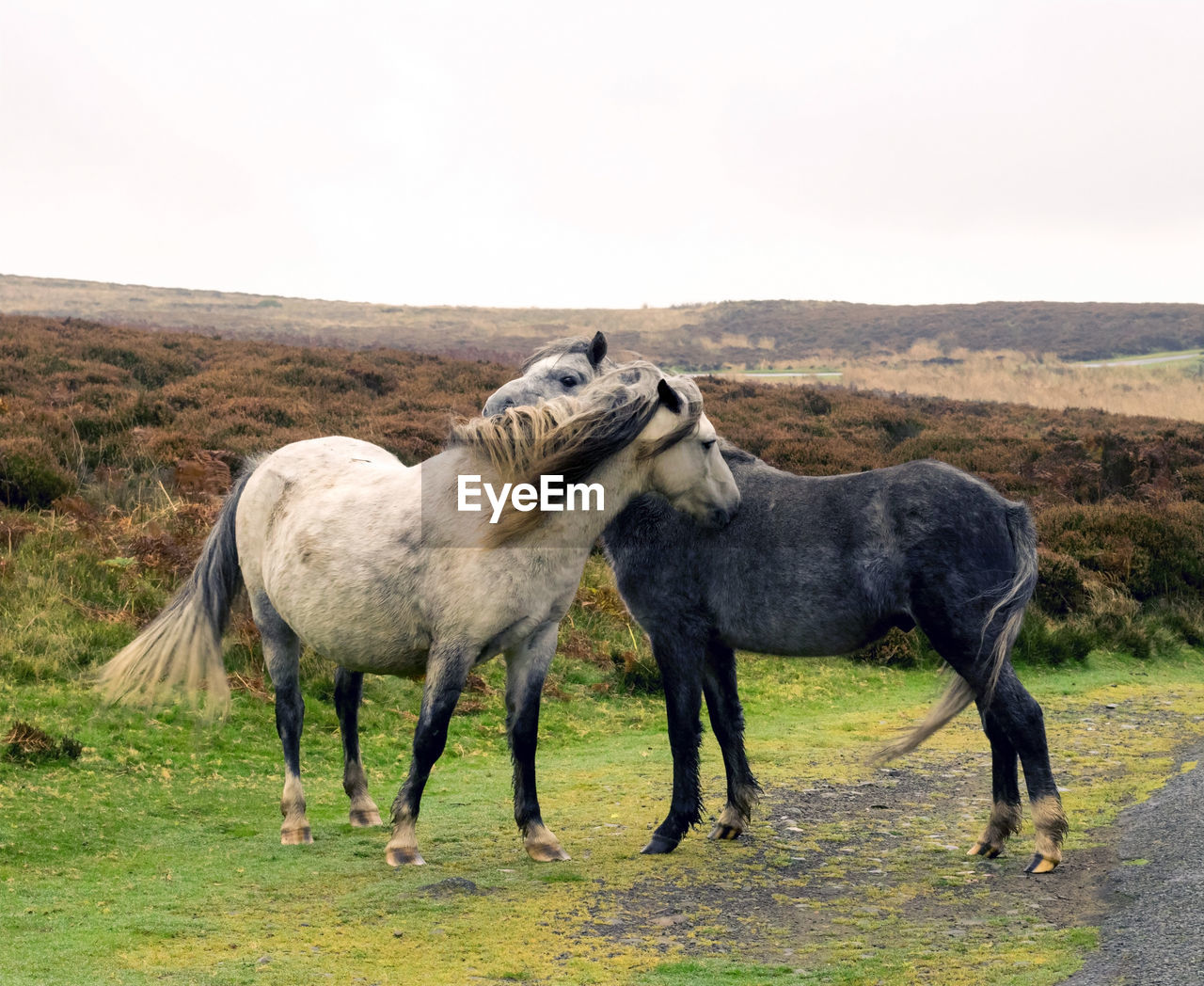 Horses standing on field against clear sky