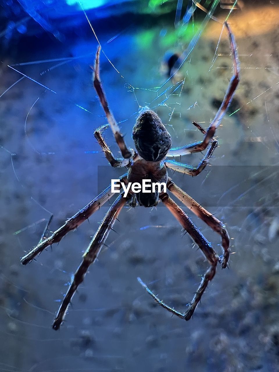 animal themes, animal, animal wildlife, one animal, spider web, wildlife, spider, arachnid, insect, close-up, fragility, focus on foreground, animal body part, macro photography, nature, animal leg, no people, zoology, argiope, limb, outdoors, day, macro, full length, spinning