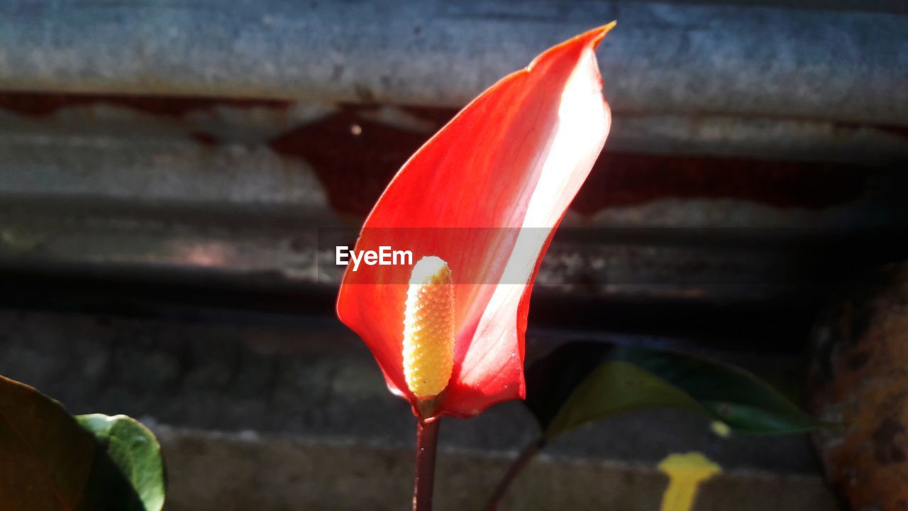 CLOSE-UP OF RED ROSE ON LEAF