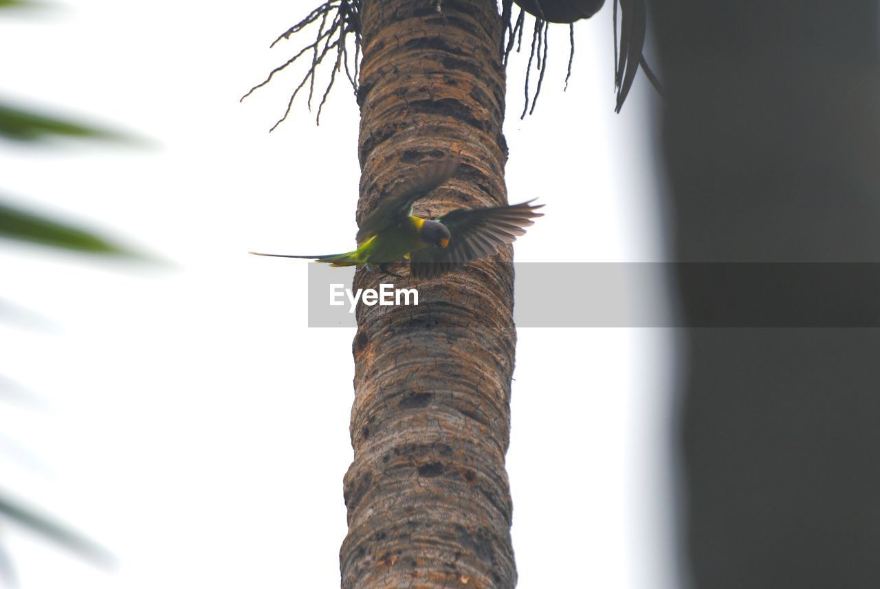 branch, tree, tree trunk, trunk, nature, plant, palm tree, animal wildlife, leaf, animal themes, animal, close-up, no people, tropical climate, low angle view, wildlife, day, one animal, twig, outdoors, plant stem, bird, beauty in nature, growth, sunlight