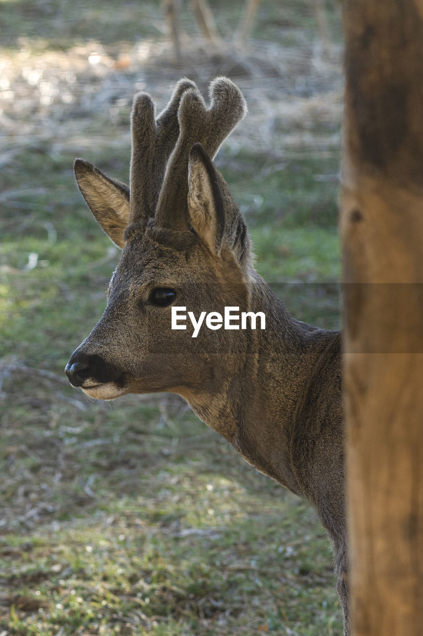 Close-up of deer on field