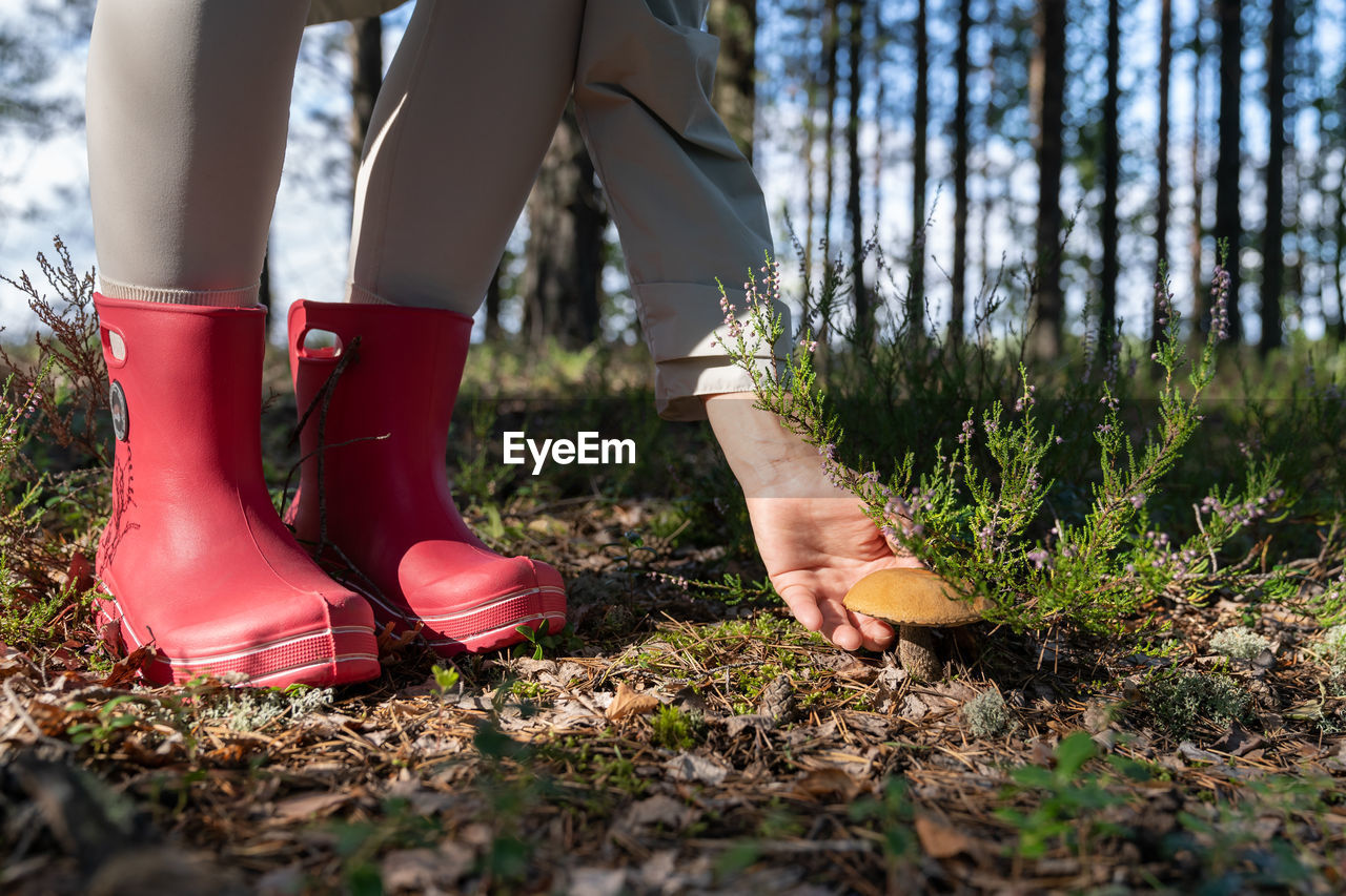 Hiker in pink rubber boots picks up tasty edible mushroom in forest to cook delicious meal at home