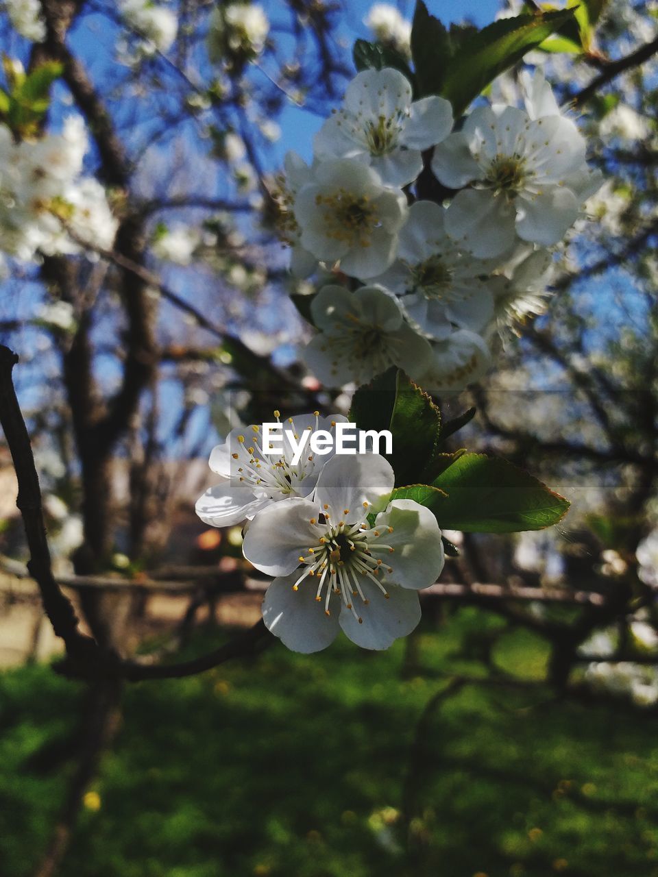 CLOSE-UP OF CHERRY BLOSSOM