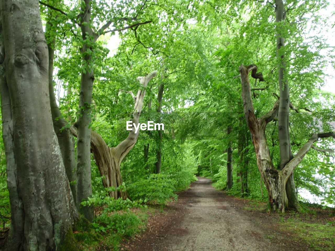 View of trees on landscape