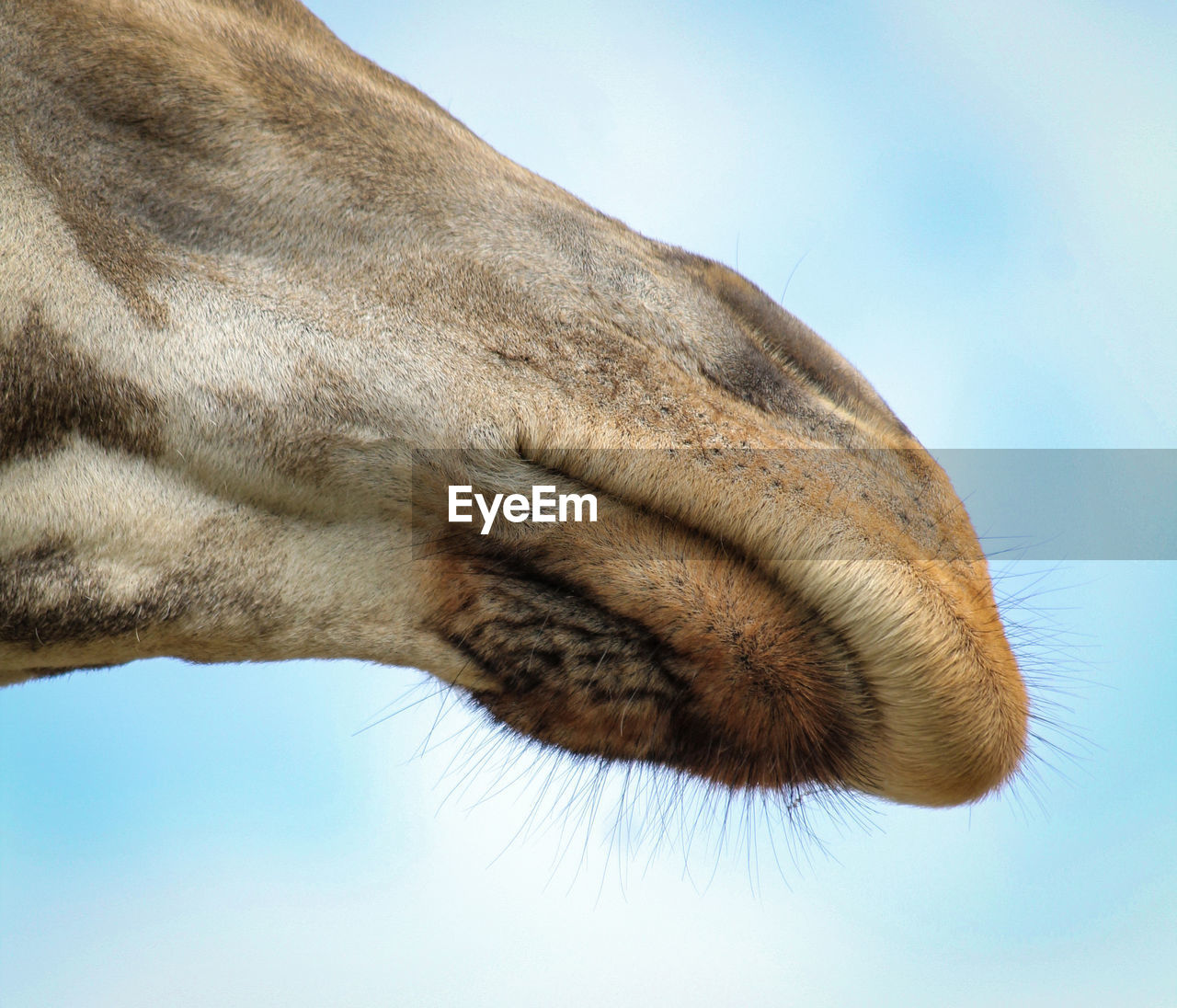 LOW ANGLE VIEW OF A HORSE