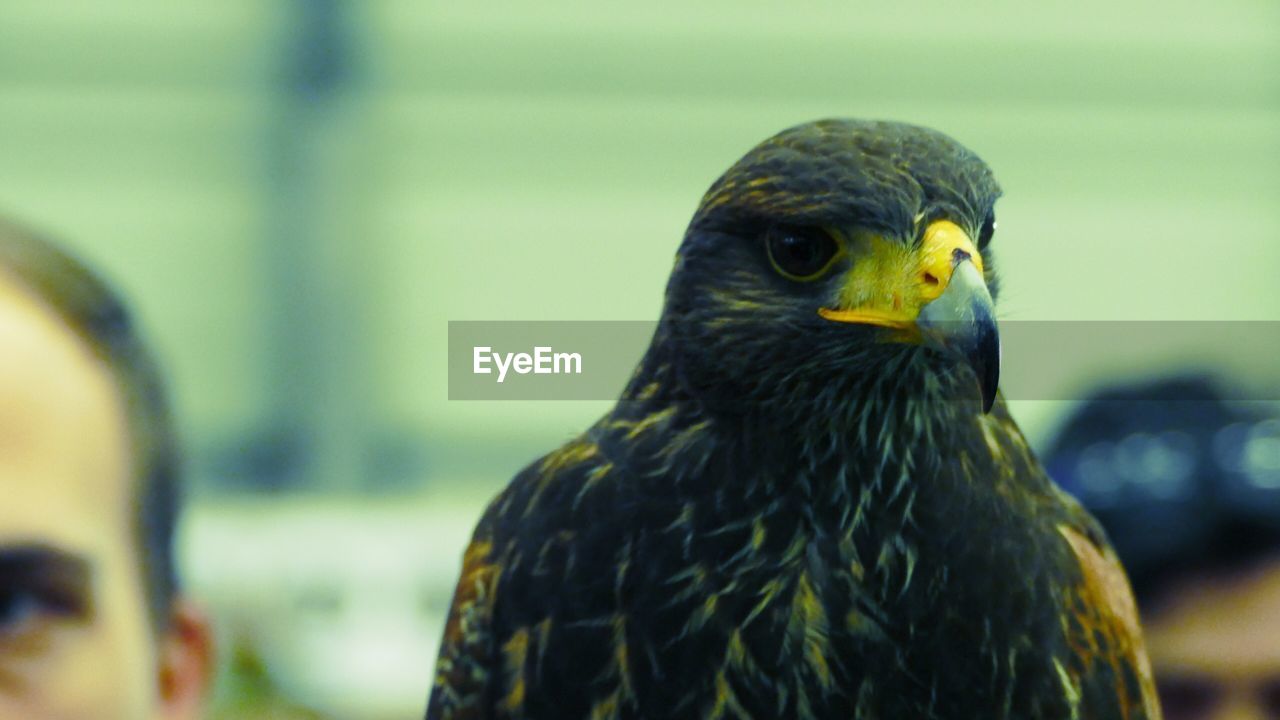 Close-up portrait of a bird of prey