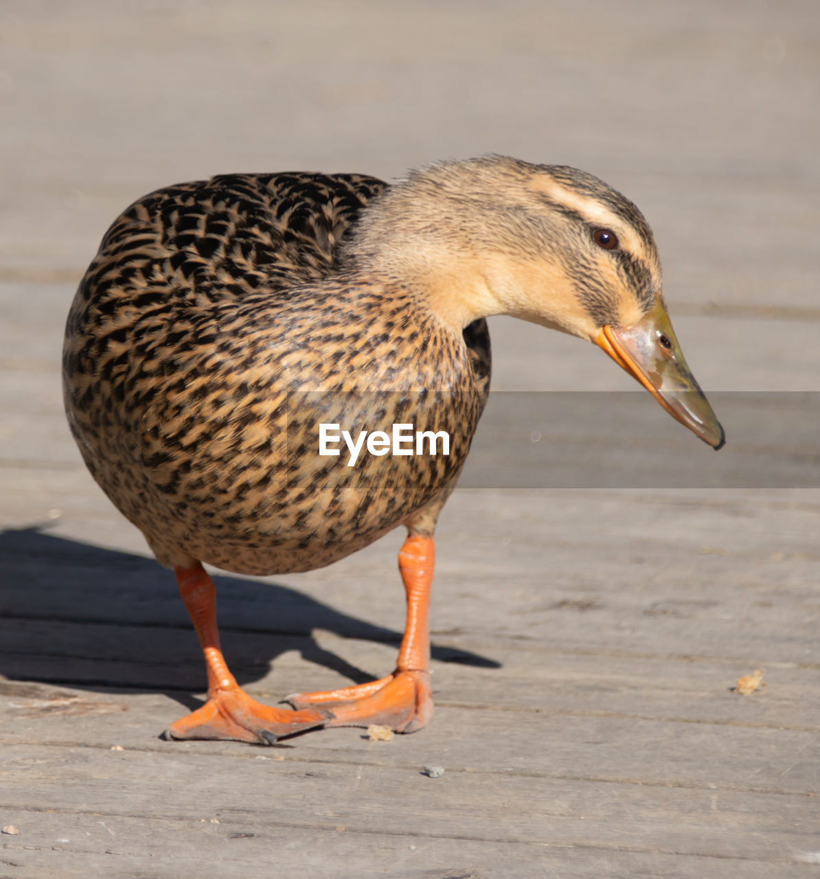 CLOSE-UP OF BIRD EATING