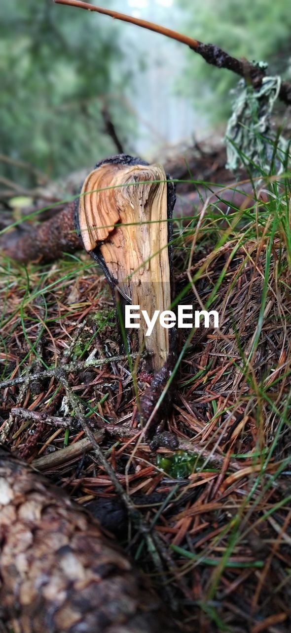 CLOSE-UP OF MUSHROOM GROWING IN FIELD