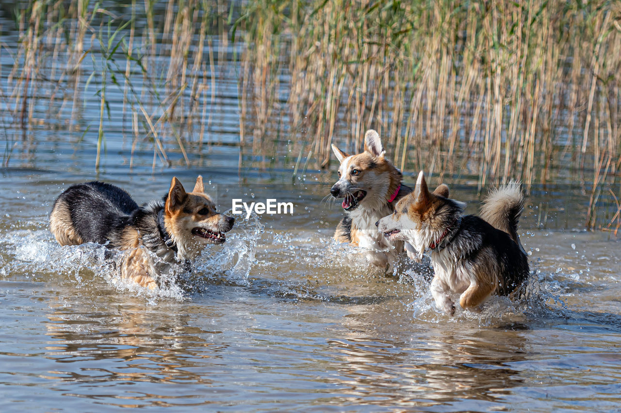 Several happy welsh corgi dogs playing and jumping in the water on the sandy beach