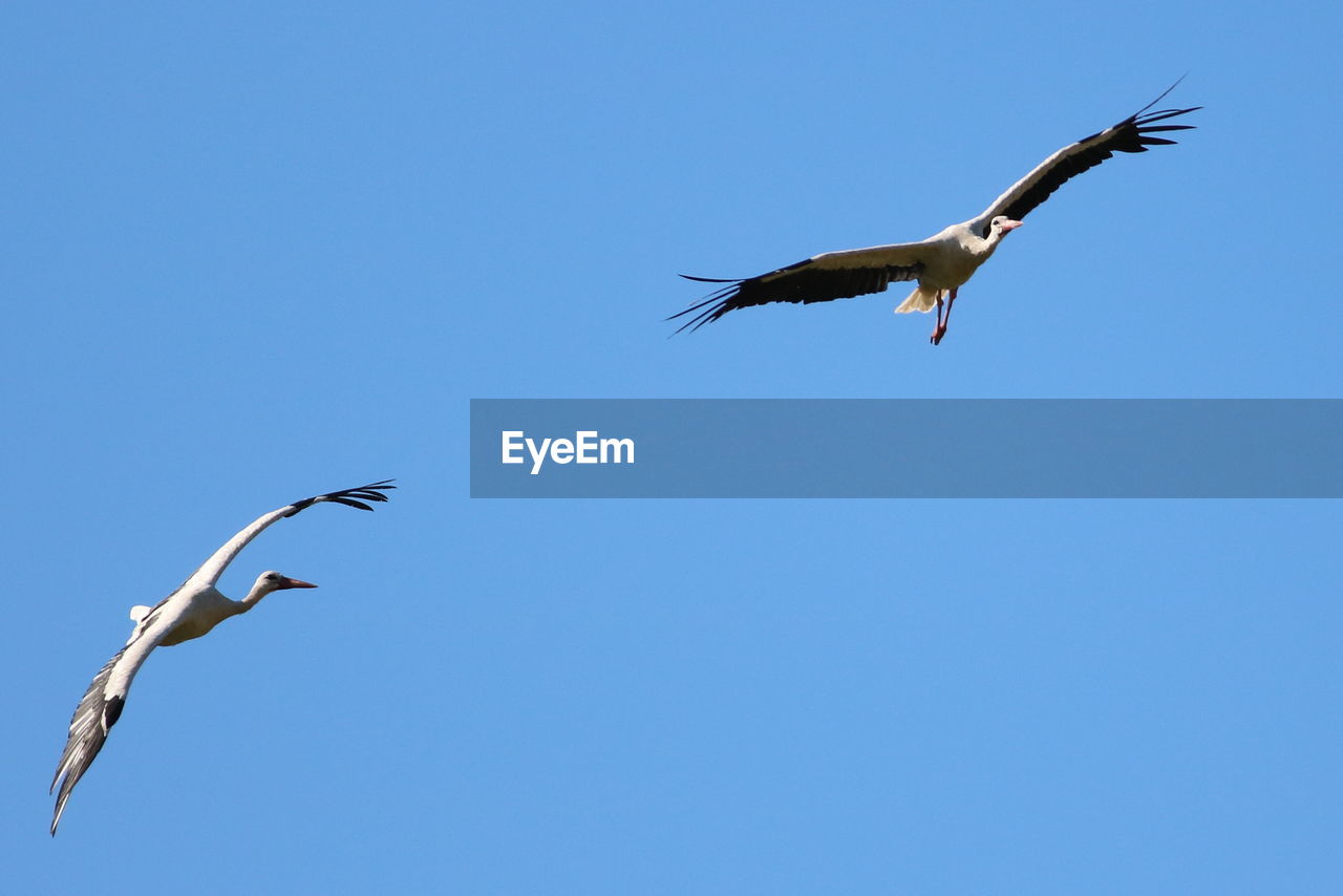 Low angle view of storks flying against clear blue sky