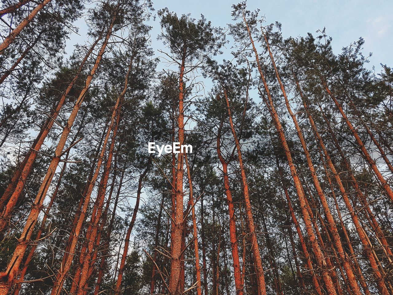 LOW ANGLE VIEW OF TREES IN FOREST