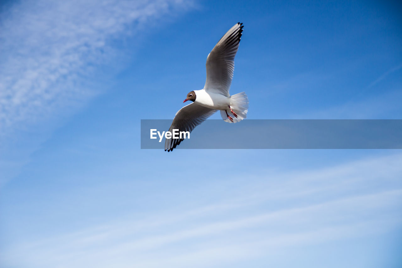 Low angle view of seagull flying against blue sky