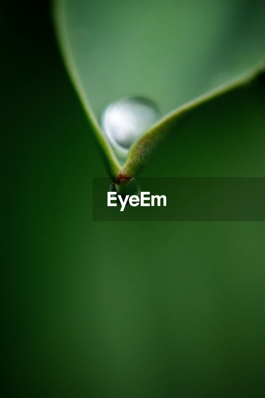 Close-up of water drop on leaf