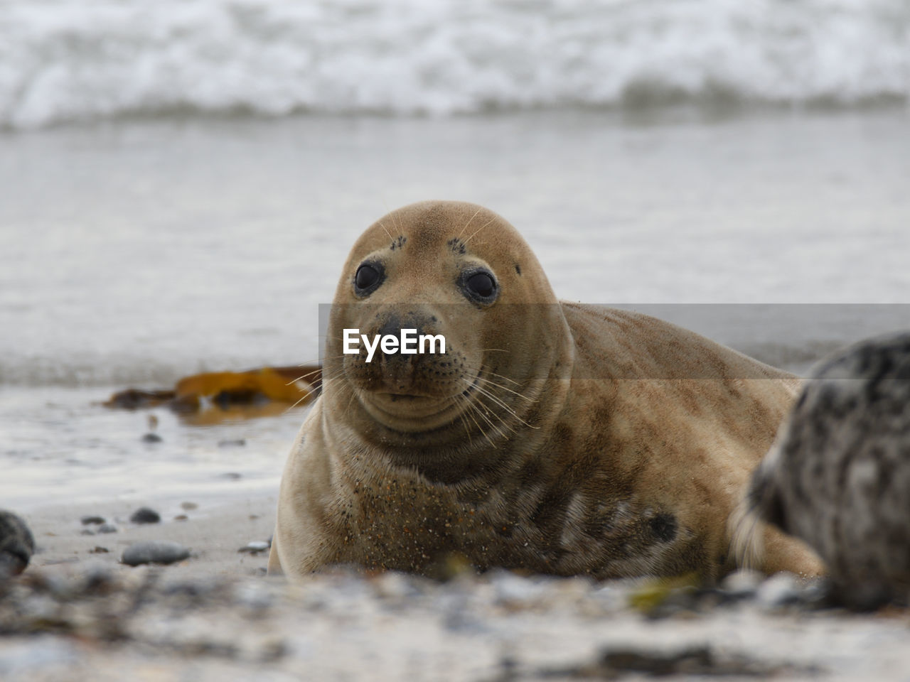 Seals in helgoland