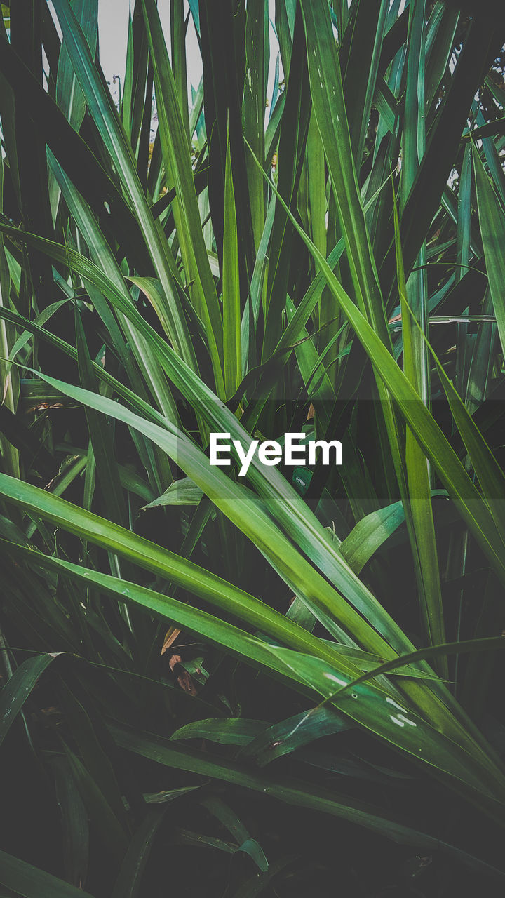 CLOSE-UP OF RAINDROPS ON GRASS