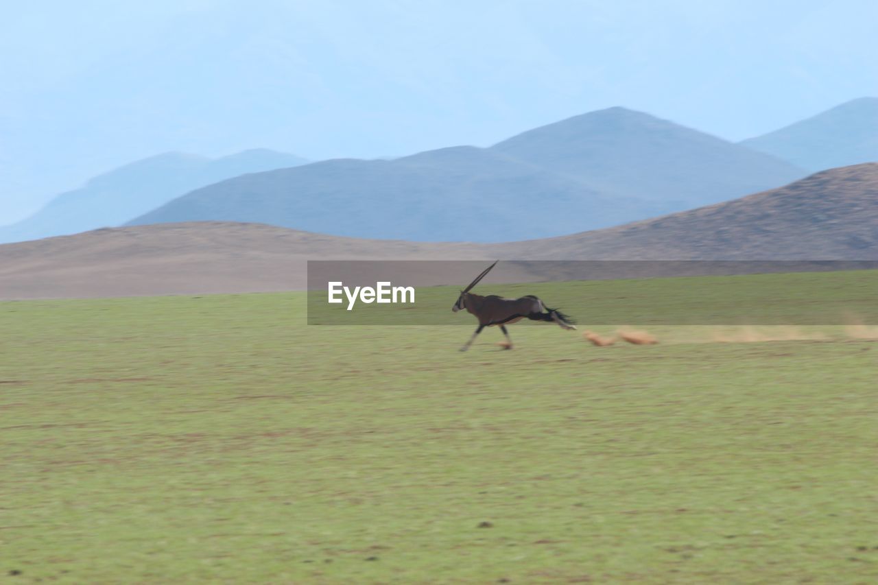 HORSE ON SAND DUNES IN DESERT