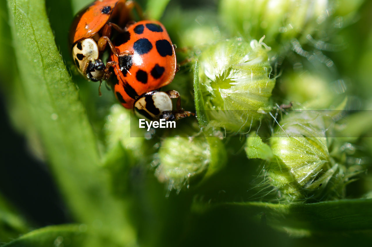 Close-up of ladybugs on leaf