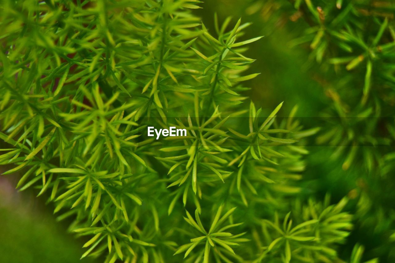 CLOSE-UP OF FRESH GREEN LEAVES