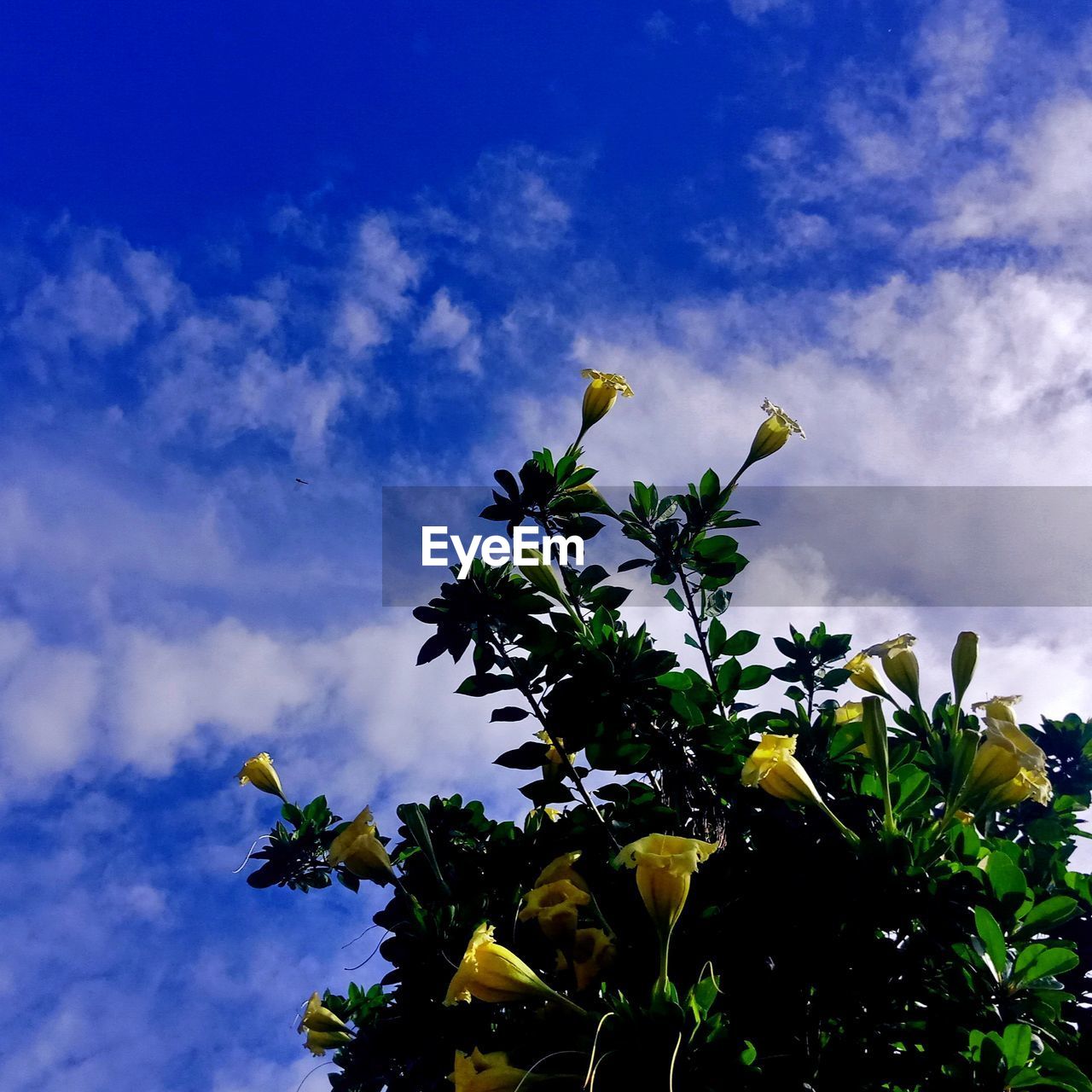 LOW ANGLE VIEW OF FLOWERING PLANTS AGAINST SKY