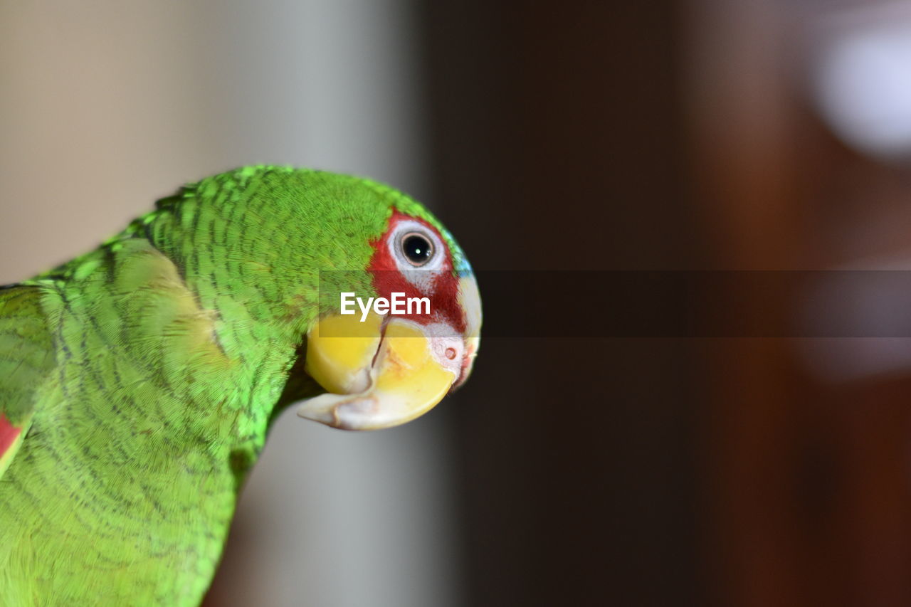 CLOSE-UP OF PARROT IN A BIRD