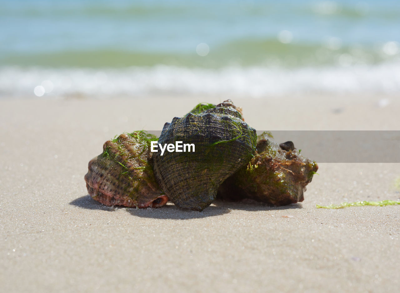 Mollusk rapana on the sandy shore of the black sea, ukraine, kherson region